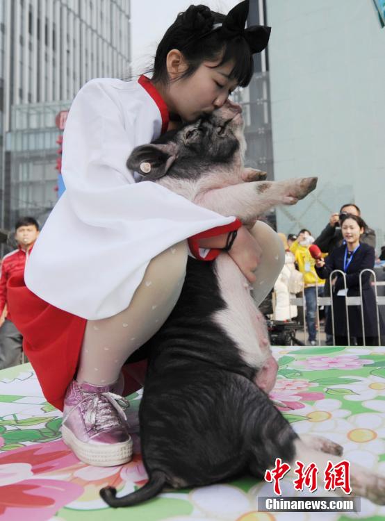 長沙舉行冰面抱花豬賽跑