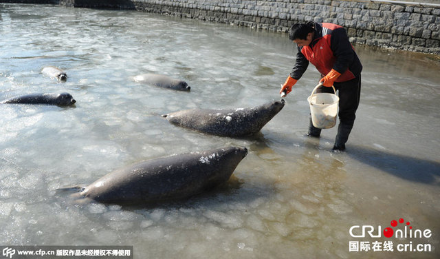 山東煙臺海豹灣結冰 海豹破冰覓食