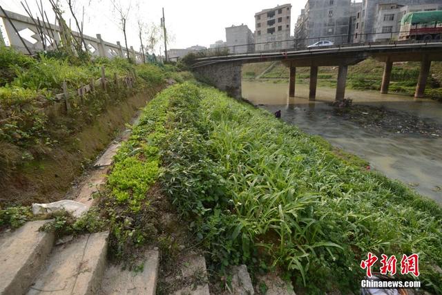 廣西陸川河道被開墾成菜地