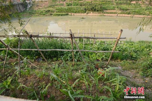 廣西陸川河道被開墾成菜地