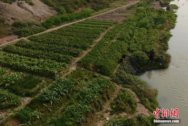 廣西陸川河道被開墾成菜地