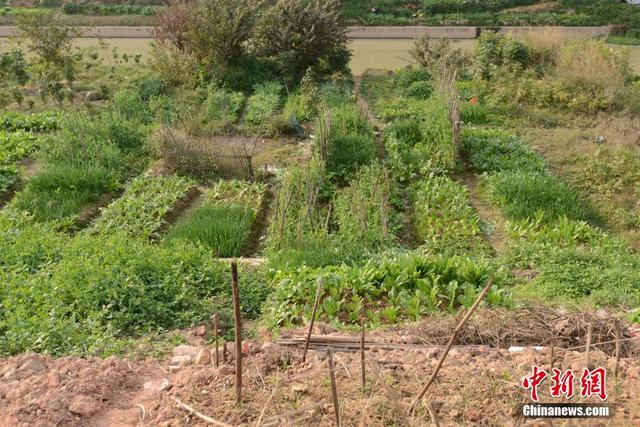 廣西陸川河道被開墾成菜地