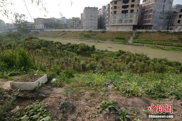 廣西陸川河道被開墾成菜地