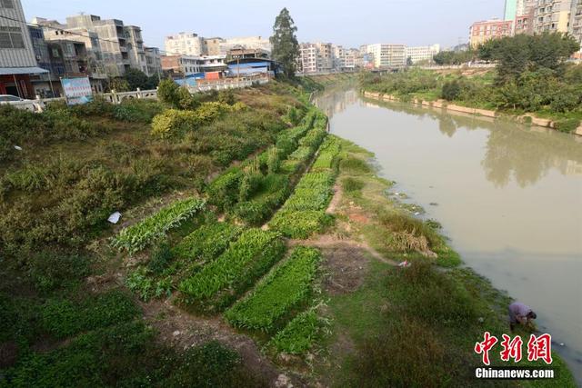 廣西陸川河道被開墾成菜地