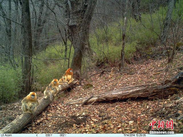 追蹤拍攝珍稀動物“秦嶺四寶”