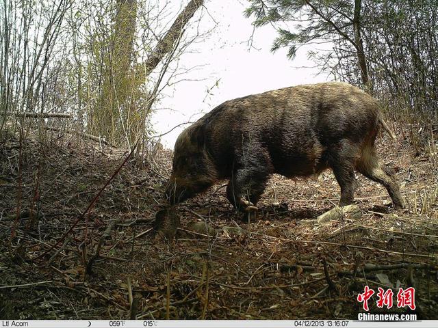 追蹤拍攝珍稀動物“秦嶺四寶”