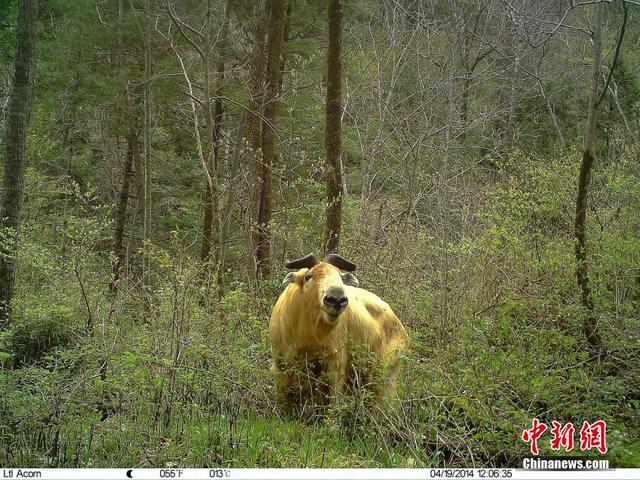 追蹤拍攝珍稀動物“秦嶺四寶”