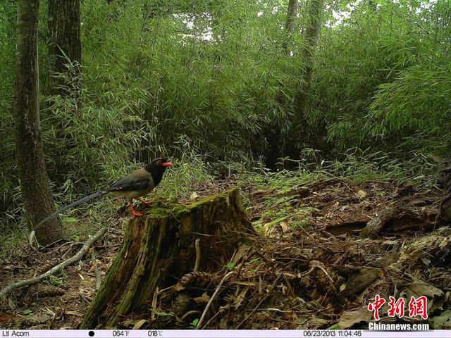 追蹤拍攝珍稀動物“秦嶺四寶”