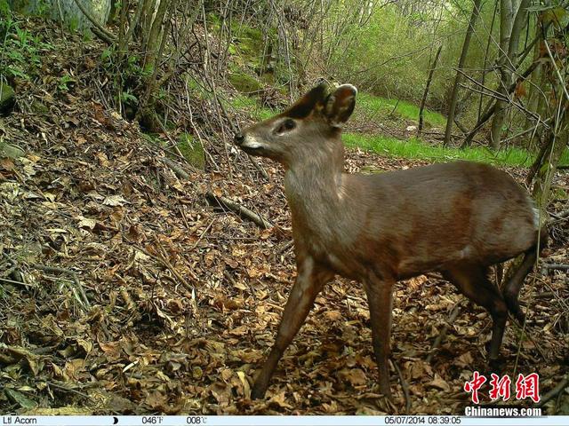 追蹤拍攝珍稀動物“秦嶺四寶”