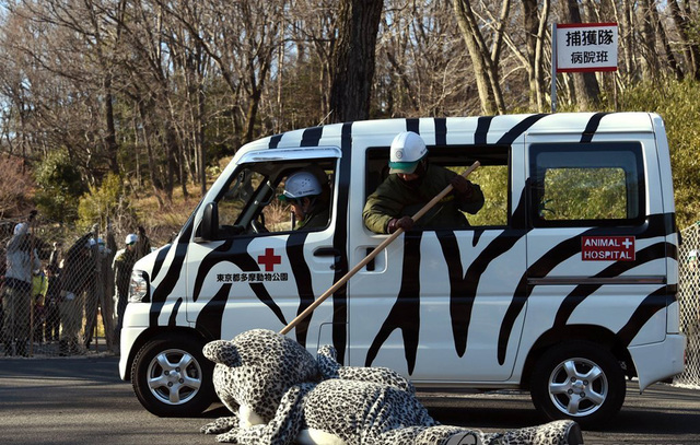 日本動物園舉行動物逃逸應急演習 飼養員扮蠢萌雪豹