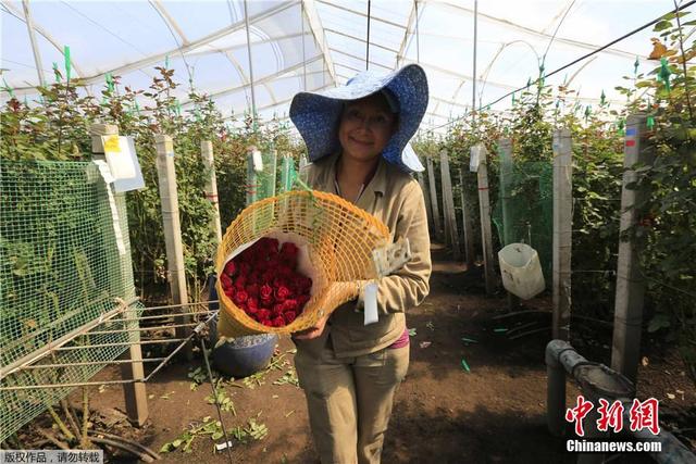 哥倫比亞花農為情人節備花：彩虹玫瑰唯美浪漫