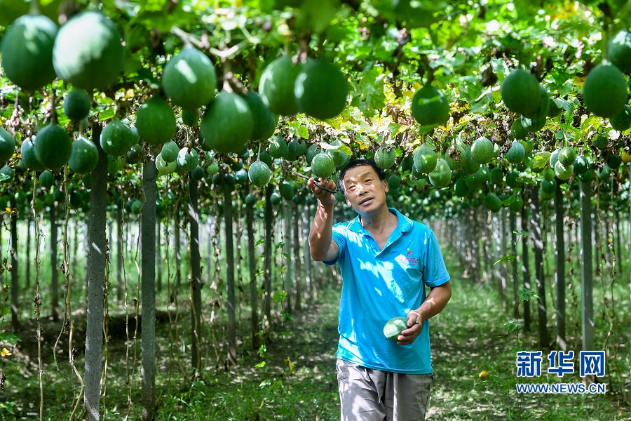 【輪播圖】河南羅山：訂單式農業幫助群眾脫貧致富