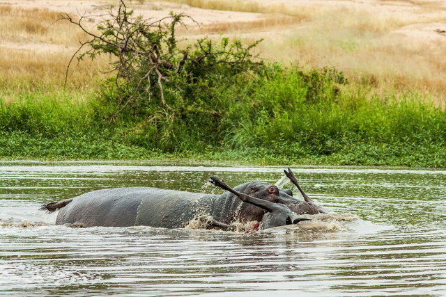 南非河中爆發動物大戰 河馬幫鱷魚殺戮牛羚