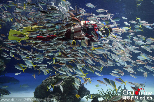 東京陽光水族館上演情人節特別演出