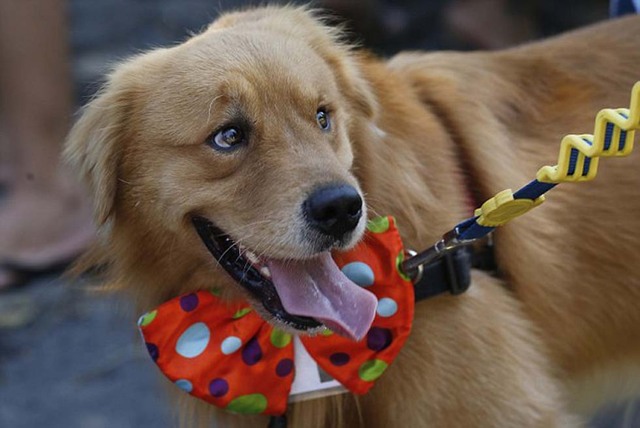 萌狗穿短裙繫領結參加巴西動物狂歡節