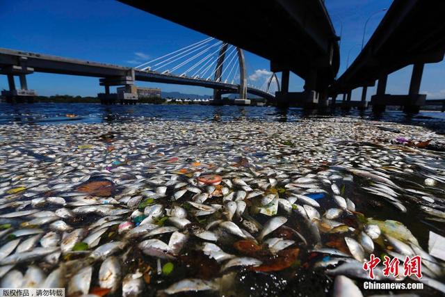 巴西瓜納巴拉灣現大量死魚 此地為2016奧帆賽場