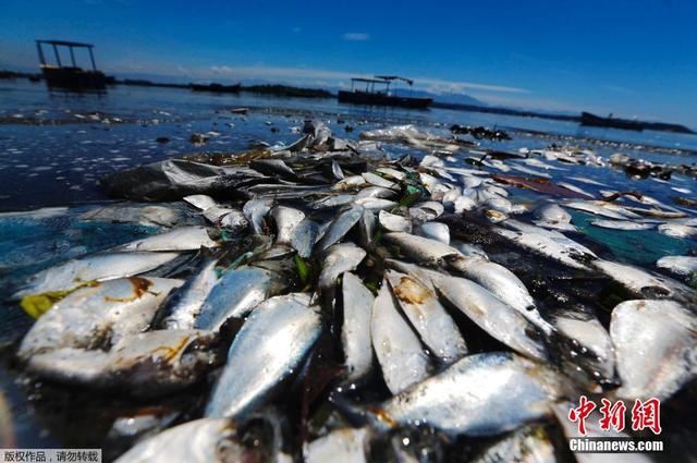 巴西瓜納巴拉灣現大量死魚 此地為2016奧帆賽場