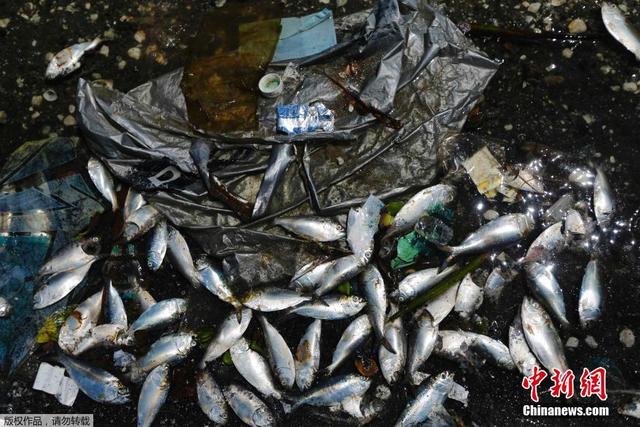 巴西瓜納巴拉灣現大量死魚 此地為2016奧帆賽場