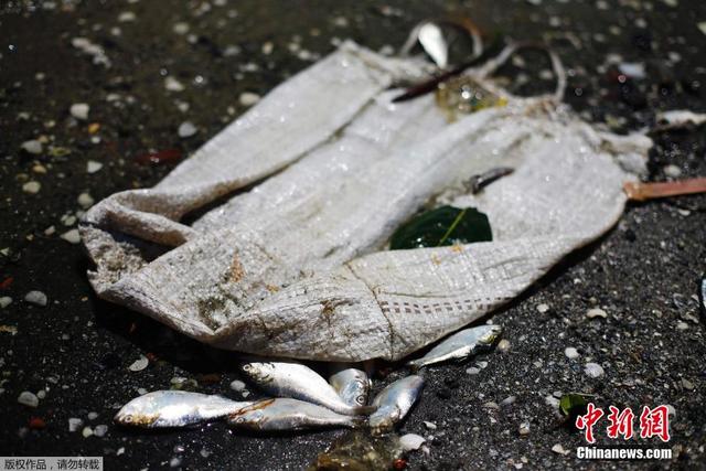 巴西瓜納巴拉灣現大量死魚 此地為2016奧帆賽場