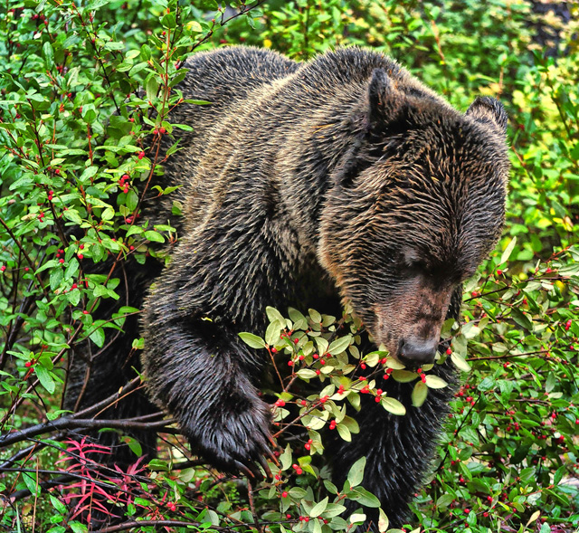 震撼心靈的野生動物攝影大片