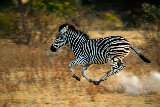 震撼心靈的野生動物攝影大片