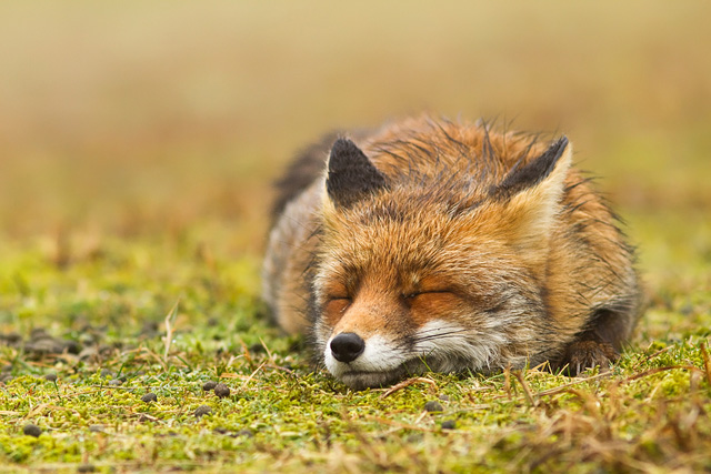 震撼心靈的野生動物攝影大片