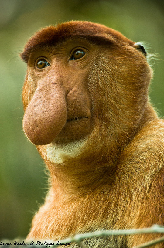 震撼心靈的野生動物攝影大片