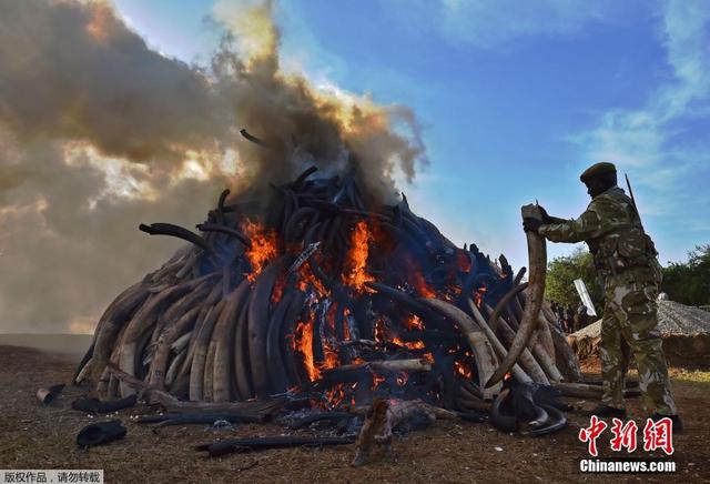 肯尼亞集中燒燬15噸走私象牙