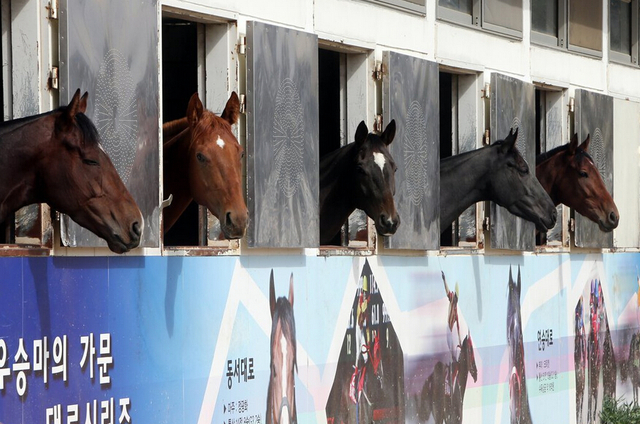 韓國1千匹賽馬用游泳做體能訓練