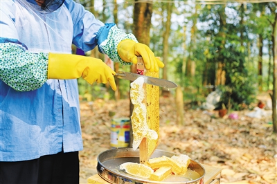 末尾有圖【民生圖文列表】【即時快訊】産業扶貧富民的瓊中新實踐   摘要：立秋時節，午後一場清雨，坐落于群山之間的瓊中黎族苗族自治縣灣嶺鎮竹朗村被洗得愈發綠了，滿眼儘是草木蔥蘢，桑田裏，桑農們正忙著收割桑葉。