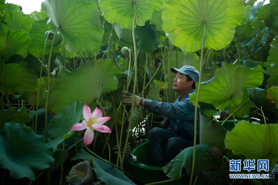 西湖：擷得荷香待秋涼