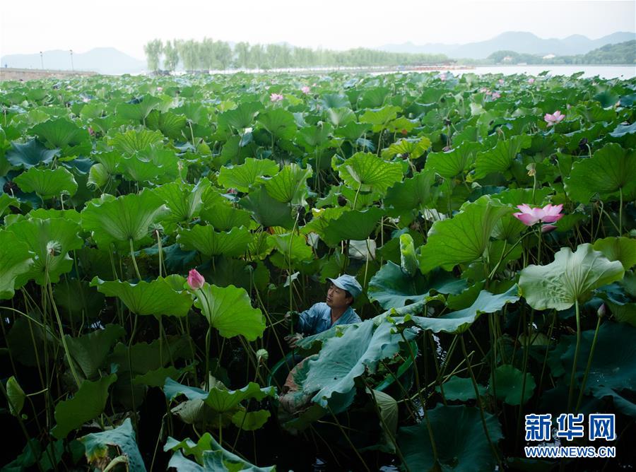 西湖：擷得荷香待秋涼