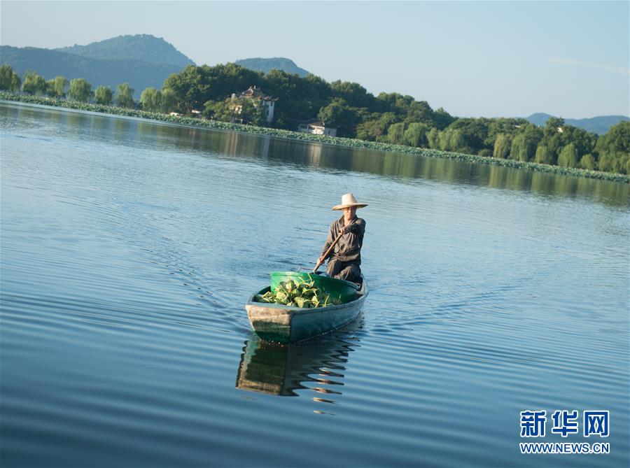 西湖：擷得荷香待秋涼