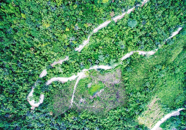 【焦點圖】【即時快訊】吊羅山旅遊公路設計三易其稿 一條給樹“讓道”的路