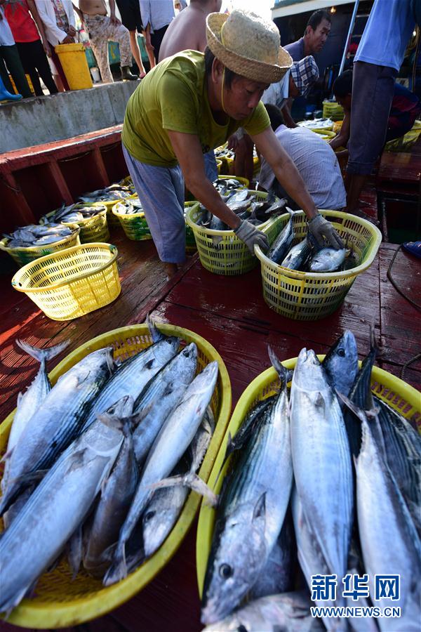 瓊海：捕魚歸來