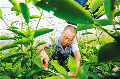 末尾有圖【食品農業圖文列表】【即時快訊】瓊中綠橙培育優質種苗