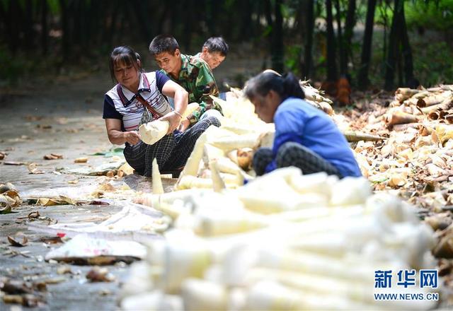 廣西柳州：雨水充沛 小甜竹迎來豐收季