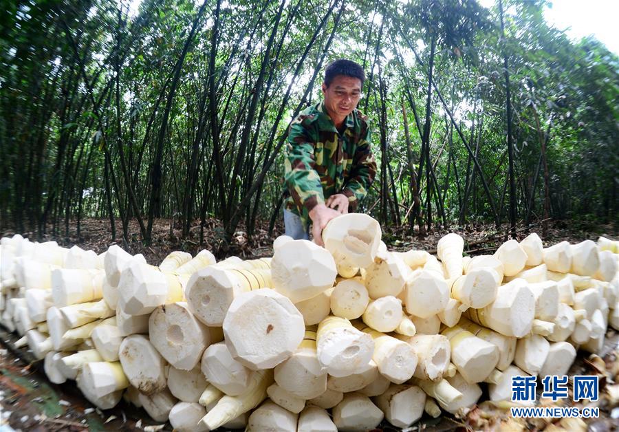 廣西柳州：雨水充沛 小甜竹迎來豐收季