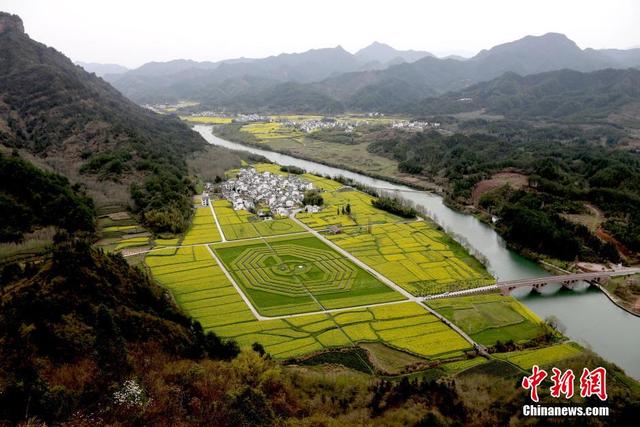 安徽油菜花田現巨型"太極八卦圖"