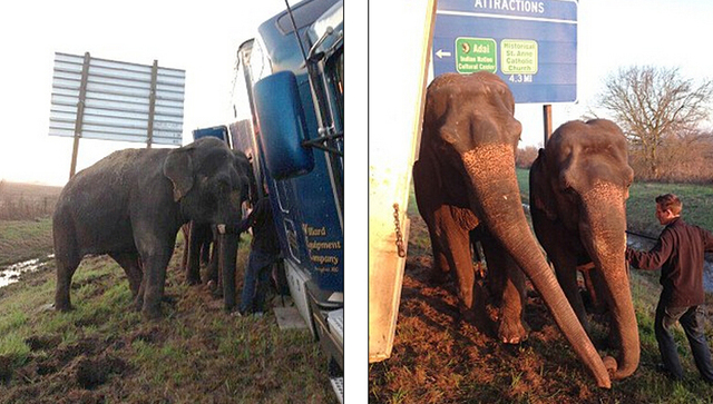 美一大卡車陷入泥地險翻車 馬戲團大象伸援手