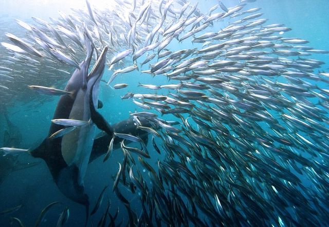 攝影師實拍沙丁魚群被捕食壯觀景象