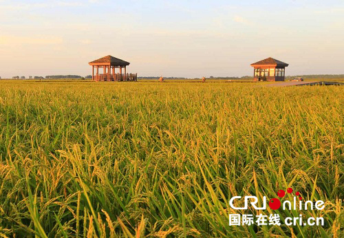 原創【龍江發佈】富錦國際馬拉松激情奔跑擁抱大美濕地