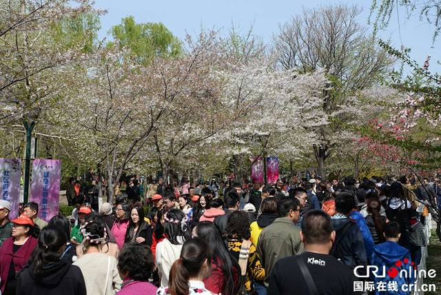 北京玉淵潭公園櫻花進入最佳觀賞期 遊人如潮