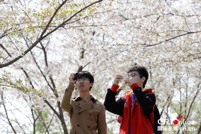 北京玉淵潭公園櫻花進入最佳觀賞期 遊人如潮