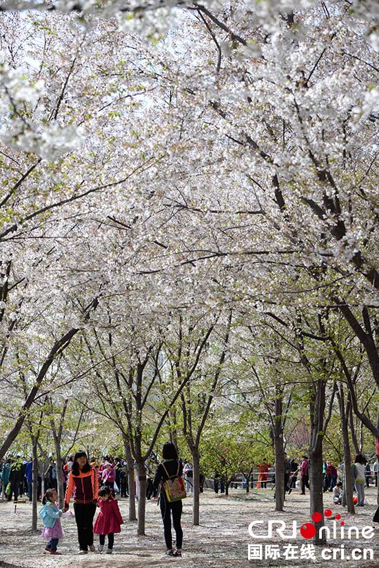 北京玉淵潭公園櫻花進入最佳觀賞期 遊人如潮