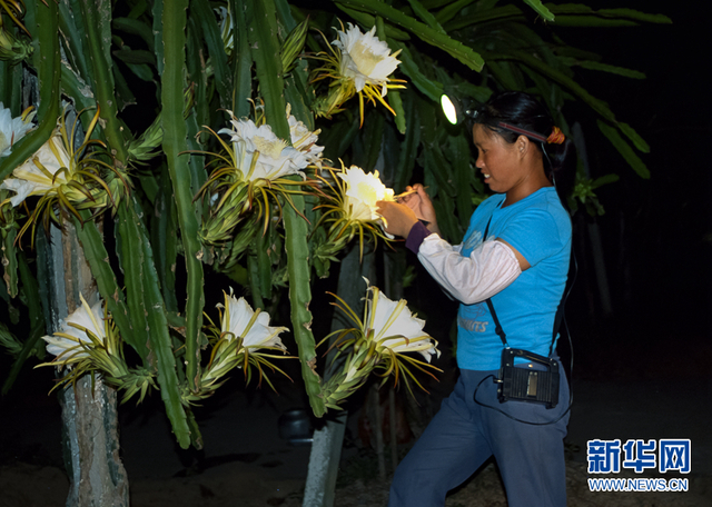 “曇花一現”火龍果花：靜夜綻放涌暗香