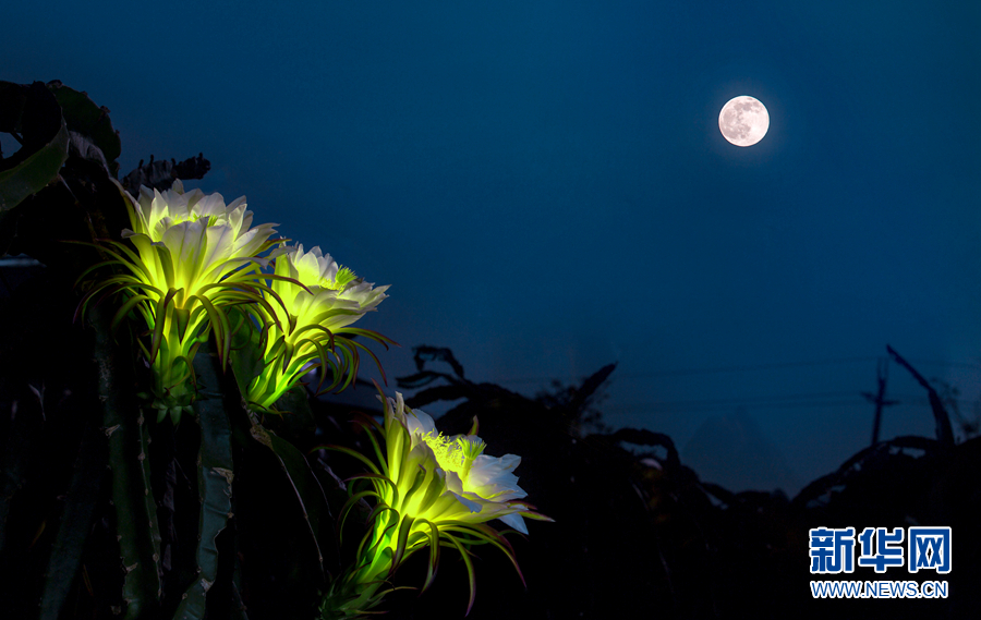 “曇花一現”火龍果花：靜夜綻放涌暗香