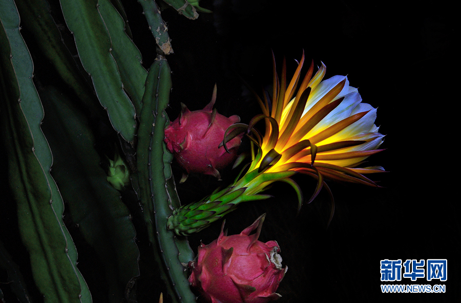 “曇花一現”火龍果花：靜夜綻放涌暗香