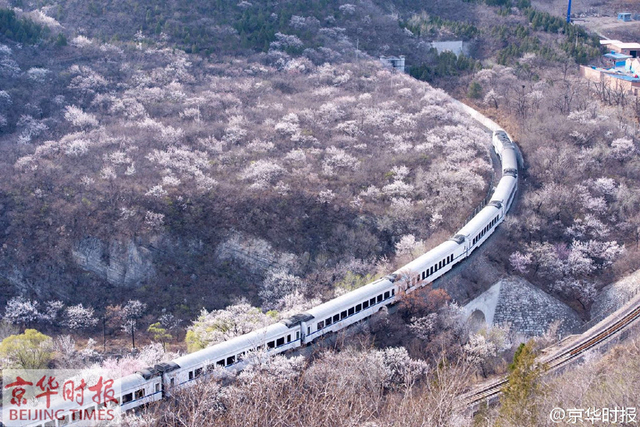 和諧號列車穿越居庸關花海 網友稱“櫻木花道”