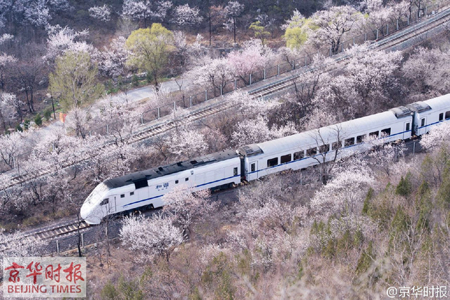 和諧號列車穿越居庸關花海 網友稱“櫻木花道”